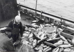 Albacore tuna taken by gillnet aboard the FWS vessel JOHN N Image