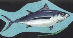 Art - albacore (Thunnus alalunga) Image