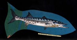 Art - Great barracuda (Sphyraena barracuda) Photo