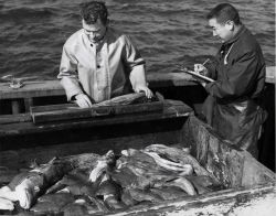 Biologists measuring cod fish at sea Photo
