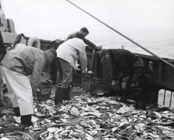 Sorting catch following successful trawl on the ALBATROSS IV Image