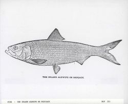 Art - The inland alewife or skipjack (Clupea chrysochloris) Image