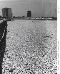 Alewives in Burnham Harbor Image