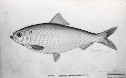 Art - Alewife (Pomolobus pseudoharengus) Image