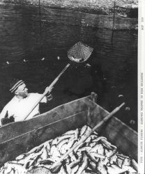 Alewife fishing - Alewives trapped in wire enclosure in a pond in the brook and are dipped into the unloading box as needed Image
