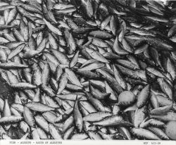 Alewife fishing - Catch of alewives off F/V MUNDY POINT Image