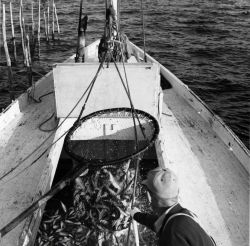 Alewife fishing - Brailing fish into hold of F/V MUNDY POINT Image