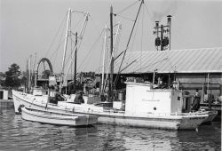 Alewife fishing - Boats waiting to unload at Haynie Cannery Image