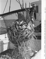 Dumping alewife catch into hold of F/V MUNDY POINT Image