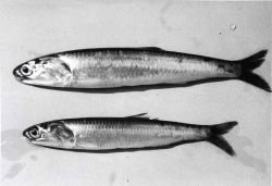 Northern anchovy (Engraulis mordax) - Pacific Ocean. Image