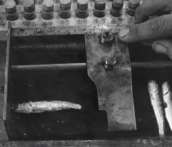 Measuring northern anchovy Image