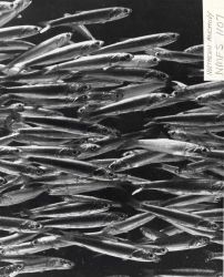 A school of northern anchovy Image