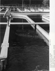 Feeding juvenile salmon Image