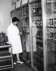 Museum technician examining specimens in Station museum. Image