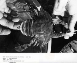 Female blue crab (Callinectes sapidus) Image