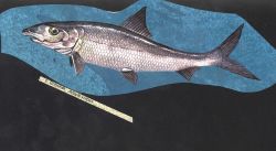 Fish art - Bonefish (Albula vulpes) Image