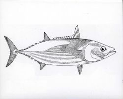 Fish art - Bonito (Gynmosarda pelamis) Image