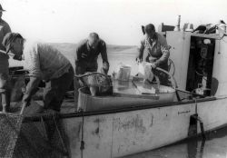 Sorting the catch of a Great Lakes-type trap net in Oahe Reservoir prior to fin- clipping operation Image