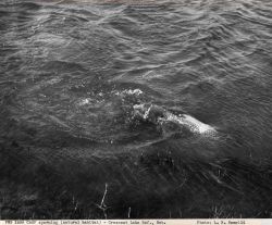 Carp spawning in Crescent Lake Image