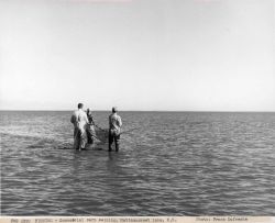 Commercial carp seining Image