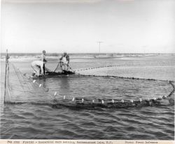 Commercial carp seining Image