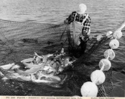 Commercial carp seining Image