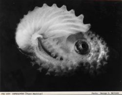 A paper nautilus cephalopod Image