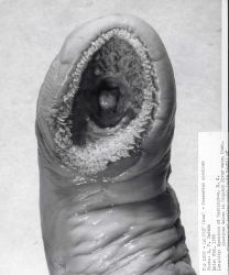 Closeup of sucking mouth of lamprey Image