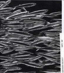 A school of northern anchovy Image