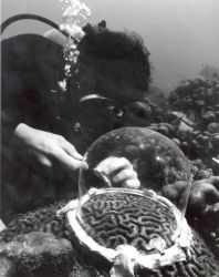 Scientist studying brain coral Image