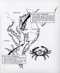 Diagram of blue crab life history in Chesapeake Bay Image