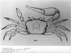 Artwork - male fiddler crab (Gelasimus pugilator) Image