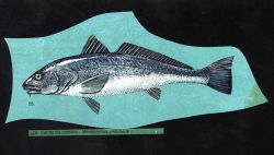 Artwork - California corbina (Menticirrhus undulatus) Image