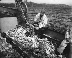 Exploratory fishing for king crab Image