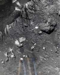 Dead green crabs after feeding upon chopped alewives treated with lindane, a pesticide and sometimes pharmaceutical for treating scabies and lice Image