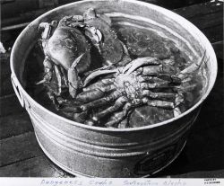 Dungeness crabs from near the town of Kake Image