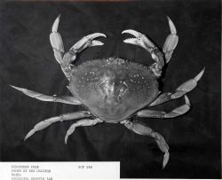 Dungeness crab (Cancer magister) Image