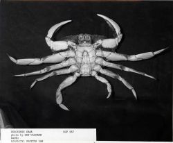 Male dungeness crab (Cancer magister) Image