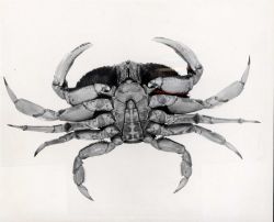 Male dungeness crab (Cancer magister) Image