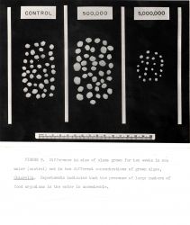 Difference in size of clams grown for ten weeks in sea water (control) and in two different concentrations of green algae, Chlorella Image