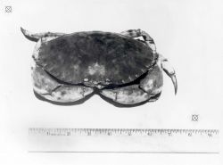 Jonah crab Image