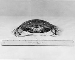 Female dungeness crab. Image