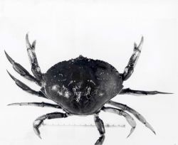 Dungeness crab (Cancer magister) Image