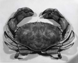 Jonah crab Image