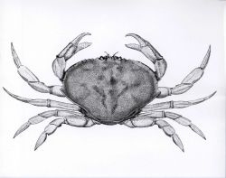 Dungeness crab (Cancer magister) Image