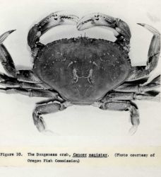 Dungeness crab (Cancer magister) FWS Fl 550 Image