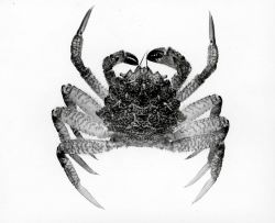 Male crab (Telmessus cheiragonus) Image