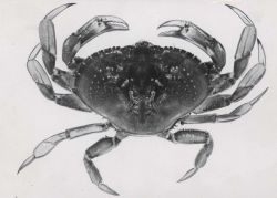 Dungeness crab Image