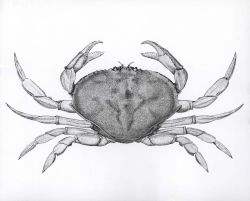 Dungeness crab (Cancer magister) (after Rathbun). Image