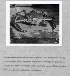 Information gained from recaptures of king crabs marked with a spaghetti tag threaded through the isthmus is used to plot crab movements and to study  Image